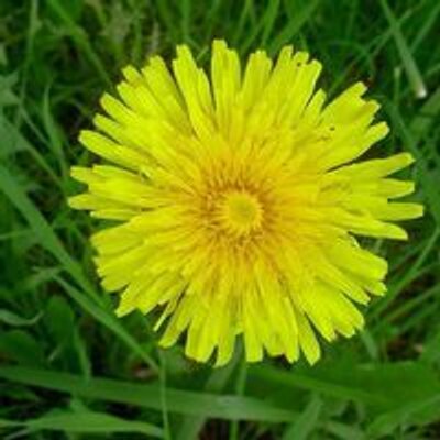 Profile Picture of Iris Wise (@IrisWise12) on Twitter