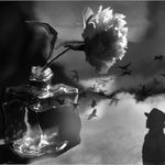 Profile Picture of anneliese nguyen (@anneliesenguyen1687) on Instagram