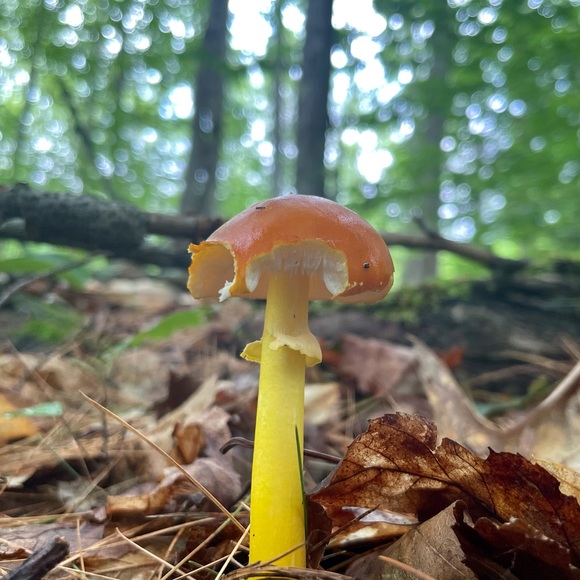 Profile Picture of Christian Thiim (@shroomyshish) on Poshmark