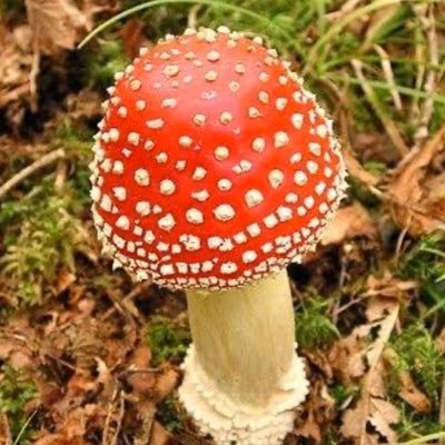 Profile Picture of ［毒もやし] (@run_run_lu) on Twitter