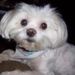 Profile Picture of Shelly Koehler (@shellyhk) on Pinterest