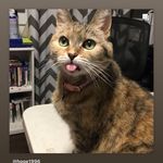 Profile Picture of Lisa Wysong hogg (@mamahogg) on Instagram