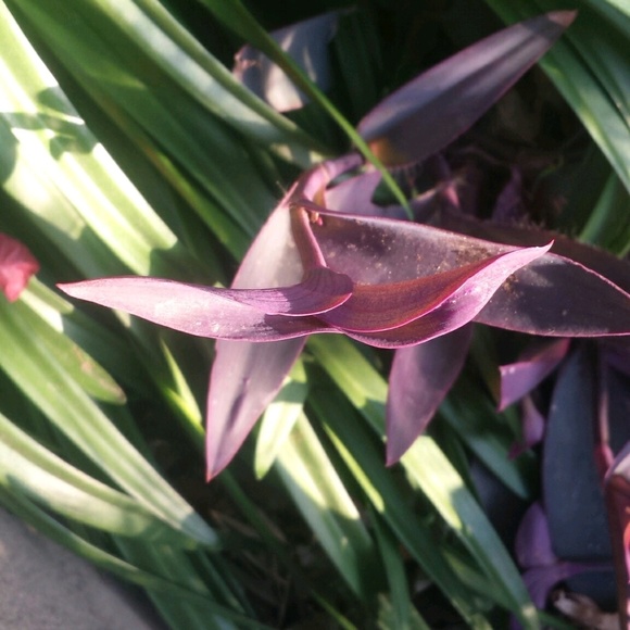 Profile Picture of Raven Brookner (@enderandgwinna) on Poshmark