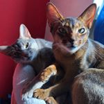 Profile Picture of Jacob/////Felix (@abessinier.lover) on Instagram