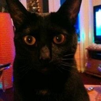 Profile Picture of Julie Clack (@daisychainjc) on Twitter