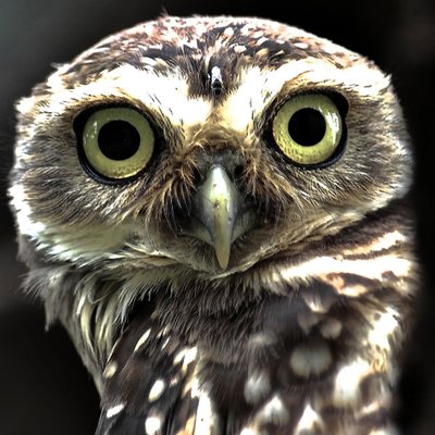 Profile Picture of Mark Barto (@maggi1941) on Twitter