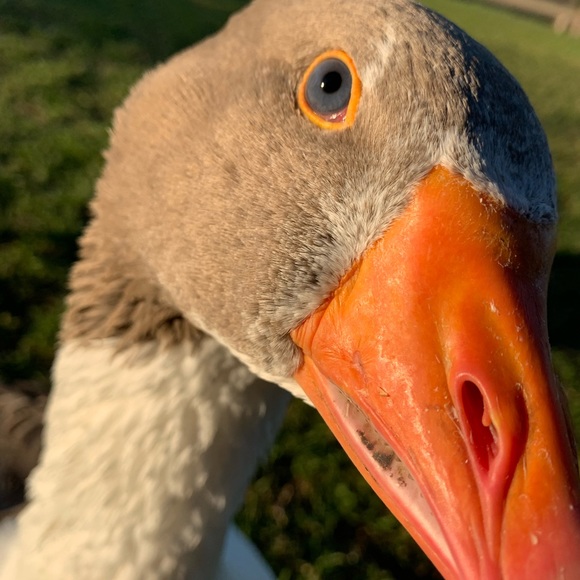 Profile Picture of Harriet Lansdale (@harrietlansdale) on Poshmark