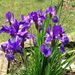 Profile Picture of Janie Perry (@janie4391) on Pinterest
