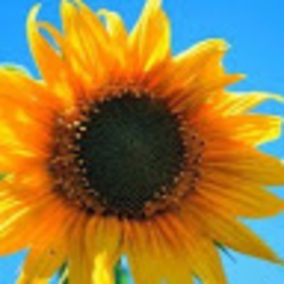 Profile Picture of Jerrie Bringle (@jerrie_bringle) on Poshmark