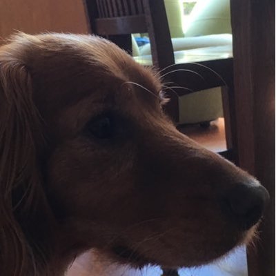Profile Picture of Kevin Mowles (@mowles_kevin) on Twitter