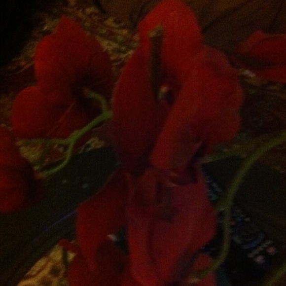 Profile Picture of Dinalyn Ang (@menidez) on Poshmark