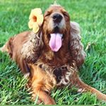 Profile Picture of Rusty Brown (@rustythecockerspaniel) on Instagram