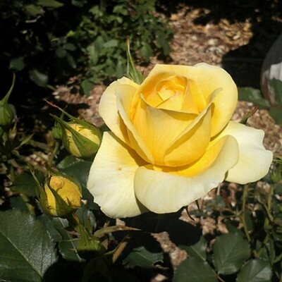 Profile Picture of Andy Donnan (@andydon117) on Twitter