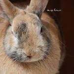 Profile Picture of ᵇᶤᵉᶰᵉ & ᵖᵉᵗᵉʳ (@mrs_biene_) on Instagram