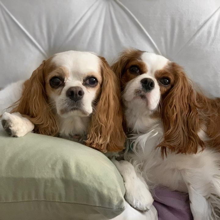 Profile Picture of ScottsdaleCavalierGirls (@scottsdalecavaliergirls) on Tiktok