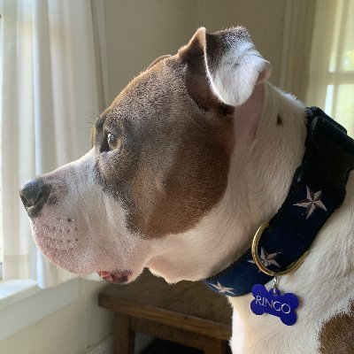 Profile Picture of William Polk (@WilliamPolk) on Twitter