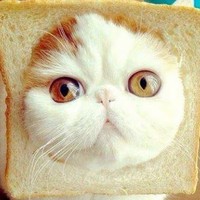 Profile Picture of Cindy Huynh (@cindy-huynh-1) on Quora