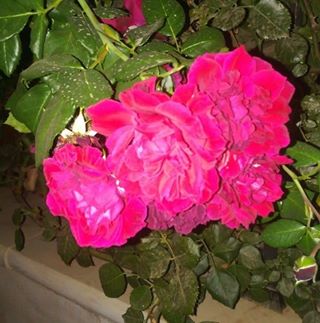 Profile Picture of Mona Alsaifi (@mona.alsaifi.9) on Facebook