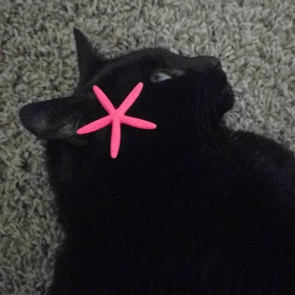 Profile Picture of Allie Ziebell (@allieannez) on Poshmark