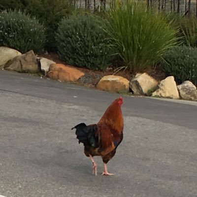 Lee - Twitter Profile Picture of Lee (@ChonZer) on Twitter