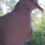 Profile Picture of Geoffrey Graham (@geoffrey_graham) on Instagram