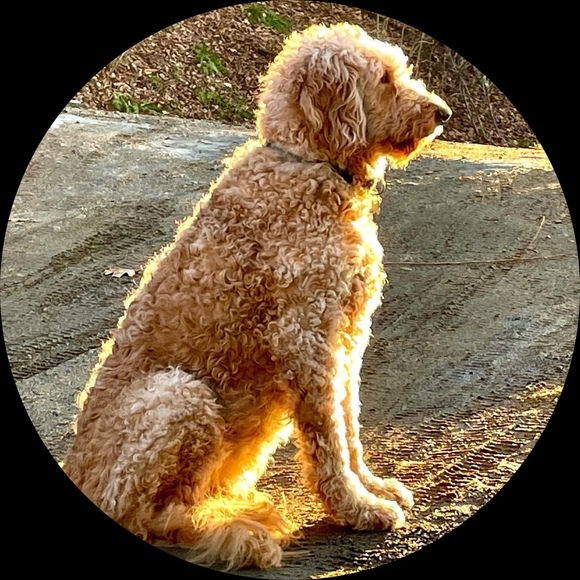 Profile Picture of Chad Willard (@paintwithplants) on Poshmark