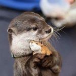 Profile Picture of Fiona Lin (@fionalins2) on Instagram