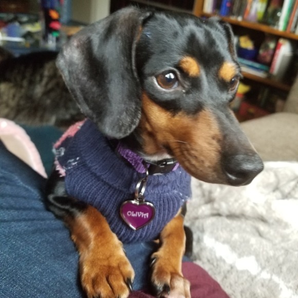 Profile Picture of Jody Liebmann (@doxiewmoxie) on Poshmark