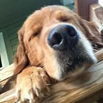 Profile Picture of Doug McGuire (@dooglesmcquig) on Instagram