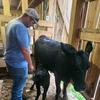 Profile Picture of Darrell Traub (@wvcattlerancher) on Tiktok