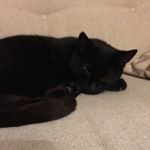 Profile Picture of Joseph Balboa Calzaghe Jones (@josephbalboacalzaghe) on Instagram