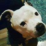 Profile Picture of lanibailey (@laniandbailey) on Instagram