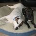 Profile Picture of Patty Sampson (@pattypittie) on Pinterest