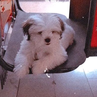 Profile Picture of Ëdwärd Gütiërrëz (@agner.edward) on Tiktok