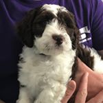 Profile Picture of Maxwell Phillips (@parti_max) on Instagram