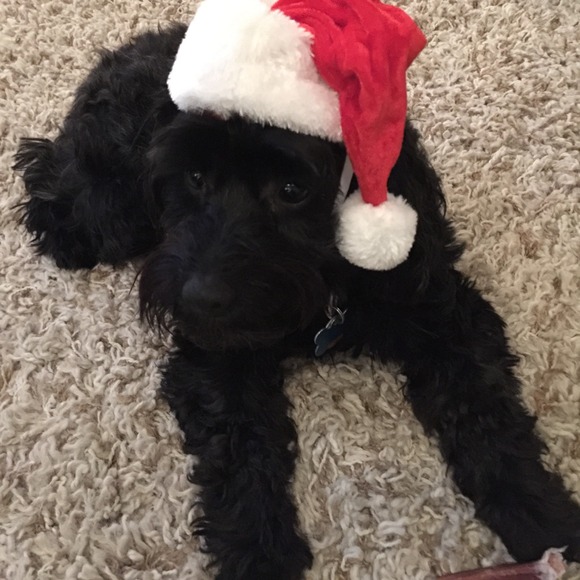 Profile Picture of Caroline Karras (@giddycarol) on Poshmark