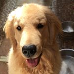 Profile Picture of Steven 🐾 (@steven_goldenretriever) on Instagram