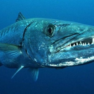 Profile Picture of Barry Cuda (@151644945) on Myspace