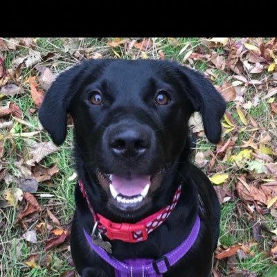 Profile Picture of Lee Barnes (@leeb7519) on Twitter