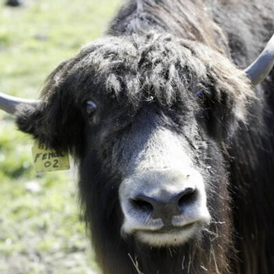 Profile Picture of David Colantonio (@Just_An_Yak) on Twitter