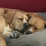 Bonnie & Joe - Instagram Profile Picture of Bonnie & Joe (@bonnieandjoeboy) on Instagram