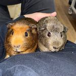 Profile Picture of Jake & Milo (@jake_milo20) on Instagram