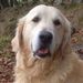 Profile Picture of Lynn Whytock (@witters79) on Pinterest