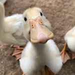 Profile Picture of 곽덕철과 아이들 (@guak_duck) on Instagram