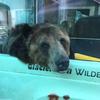 Profile Picture of DanielZookeeper (@@danielzookeeper) on Tiktok