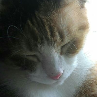 Profile Picture of Kim Feller (@kim_feller) on Twitter