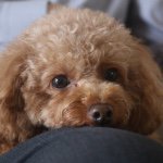 Profile Picture of Tsang Ling Bear (@bearbear_bb) on Instagram