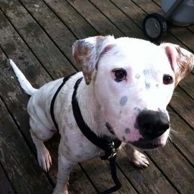 Profile Picture of Tina Graf (@Twhig715) on Twitter
