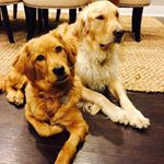 Profile Picture of Boone and Rosie Layton (@booneandrosie) on Instagram