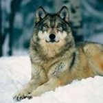 Profile Picture of Benjamín fierro saviñon Velázq (@benjaminfierrosavinon) on Instagram